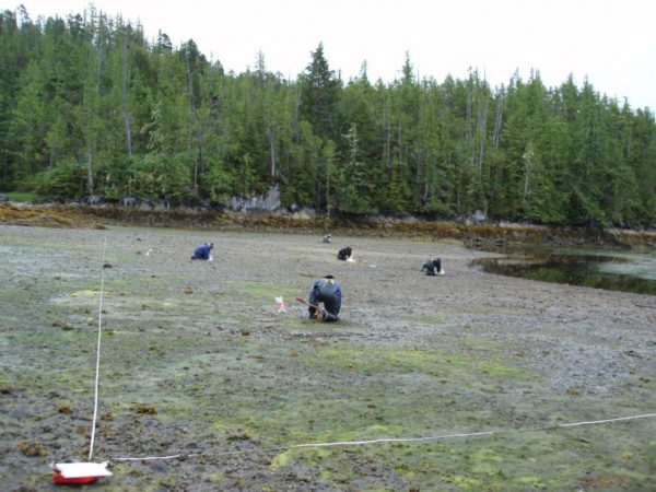 A group of people studying clams along the shore