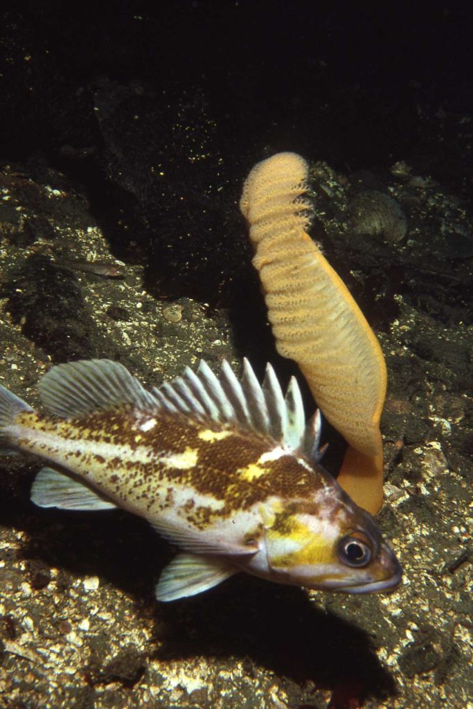 A rockfish swimming next to an underwater plant