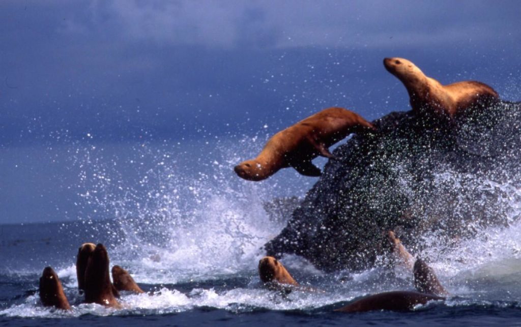 sea lions jump from a rock into the ocean