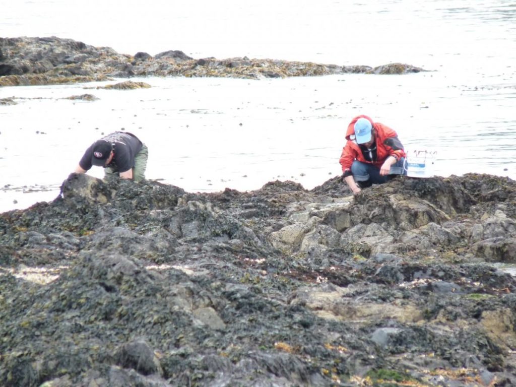 Two people harvesting spawn on kelp
