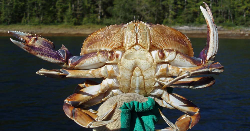A surveyor holds up a dungeness crab.