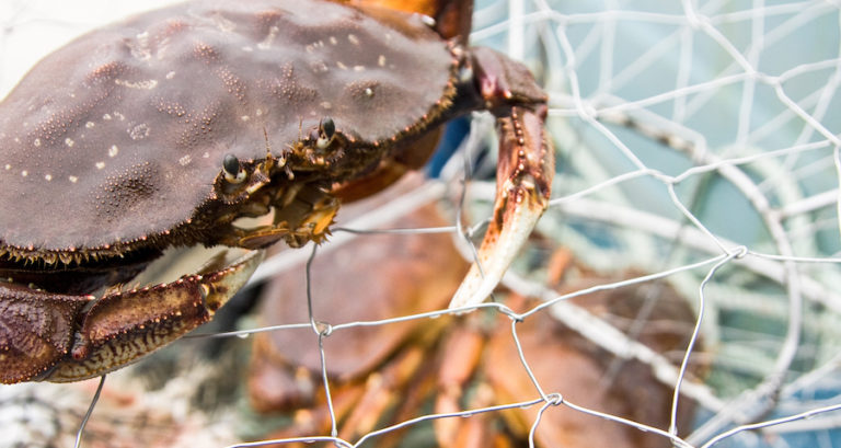 Progress with DFO on collaborative crab management