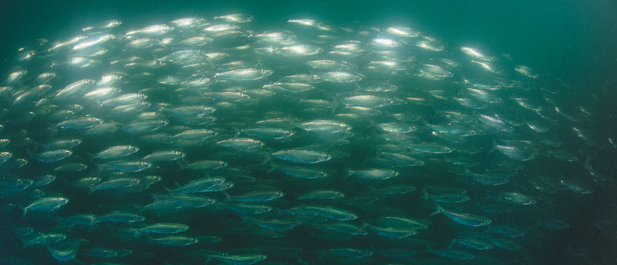 A school of herring on the BC coast