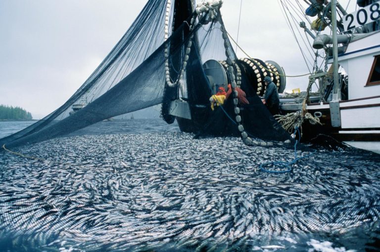 Conservation win: herring roe fishery suspended