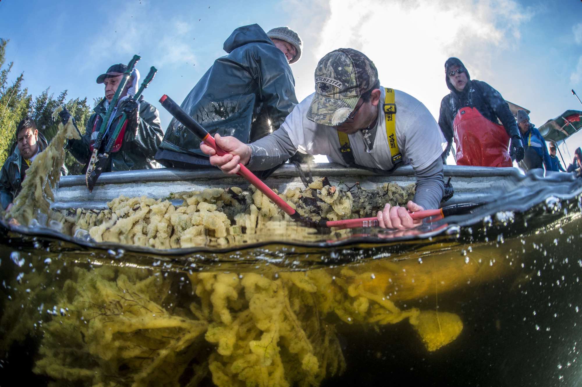 Heiltsuk fishermen harvesting herring spawn on kelp. Photo by Ian McAllister/Pacific Wild