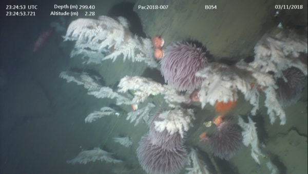 pom-pom anemone and black corals at 299 metres on the Central Coast of British Collumbia