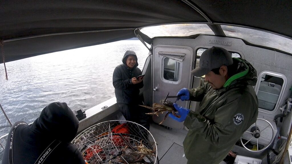 Nuxalk Guardian Watchmen on the boat measuring Dungeness crab during surveys.