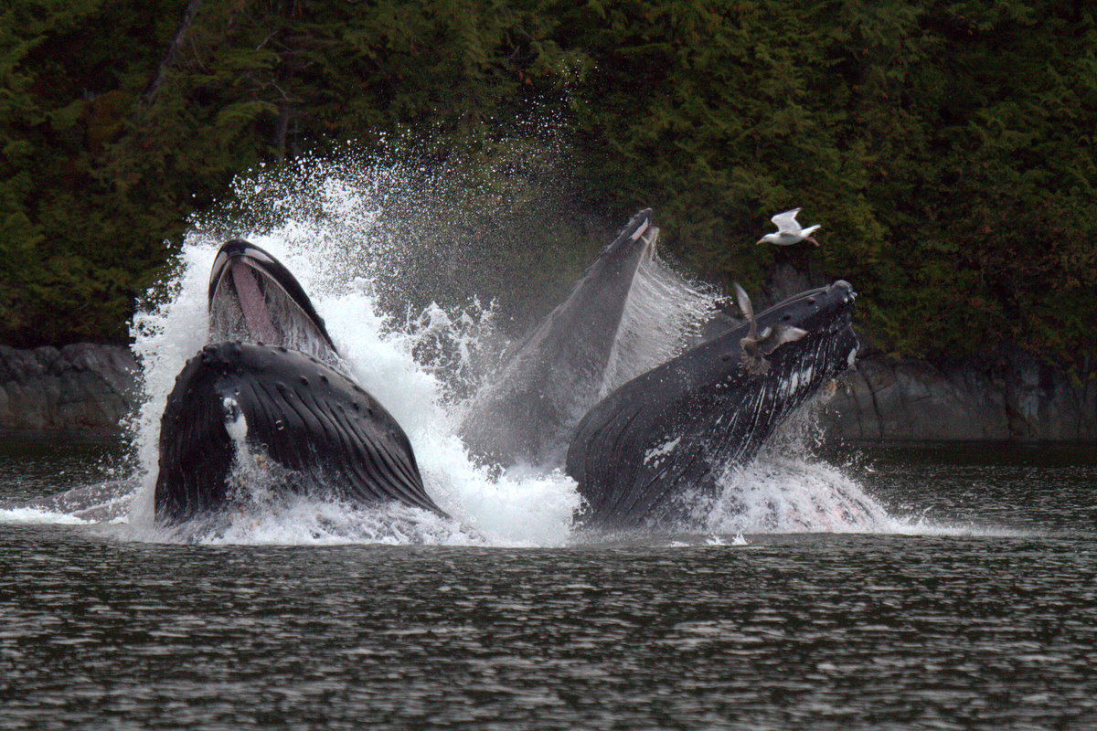 Humpback whales breach during feeding, somewhere along the Central Coast. close-up image of the cold-water reef discovered in the Central Coast.