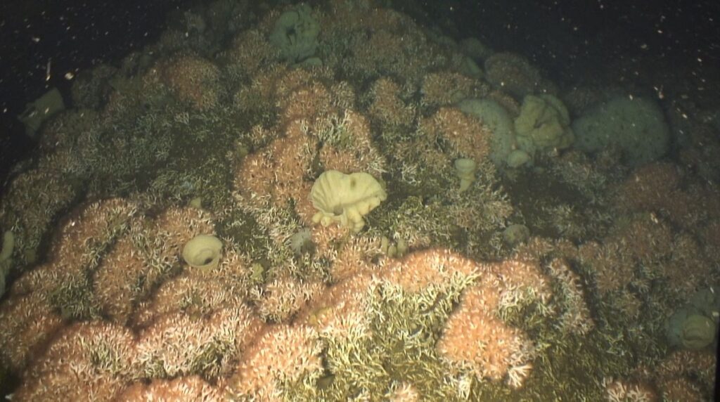 An underwater close-up image of the cold-water reef discovered in the Central Coast.