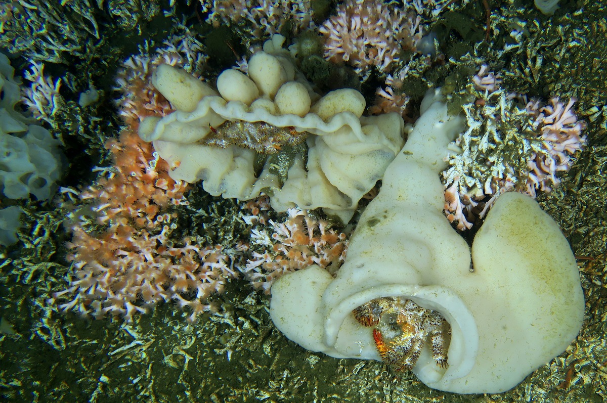 An underwater close-up image of the cold-water reef discovered in the Central Coast.
