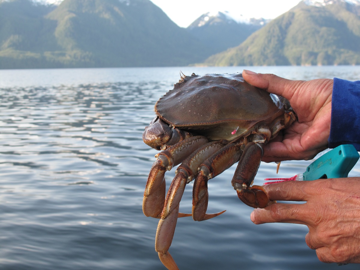 A close-up of a Dungeness crab during a survey in Wuikinuxv Territory.