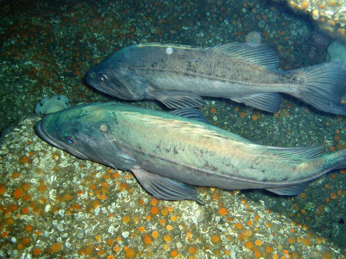 Bocaccio rockfish (Sebastes paucispinis) swimming.