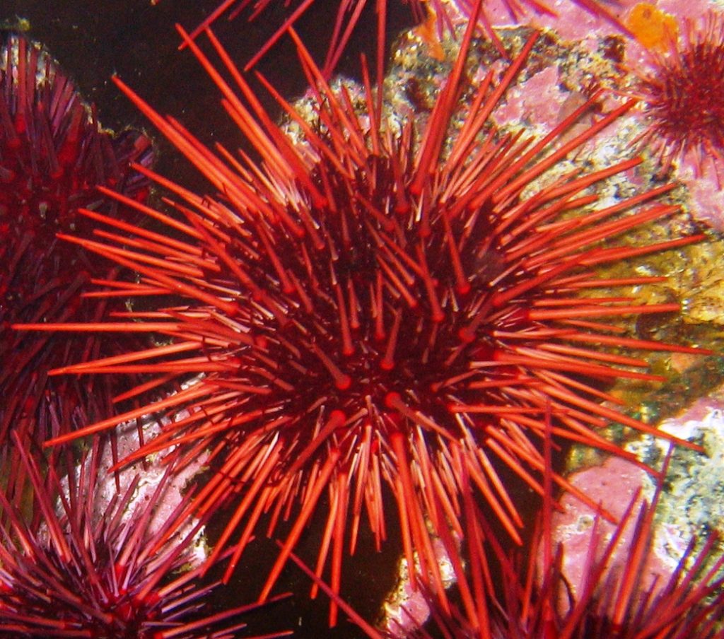 Sea urchin in Heiltsuk territory, Central Coast.