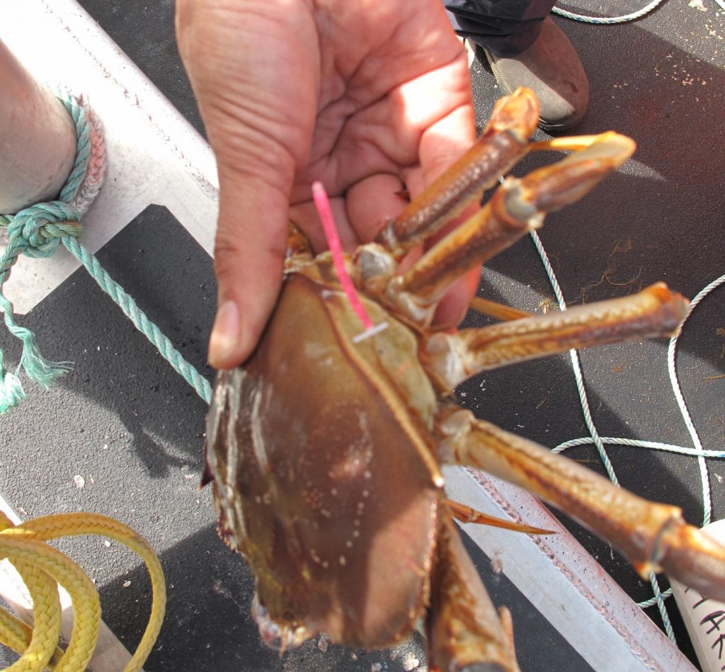 A close picture of a Dungeness crab, taken during research and monitoring efforts in Wuikinuxv territory.
