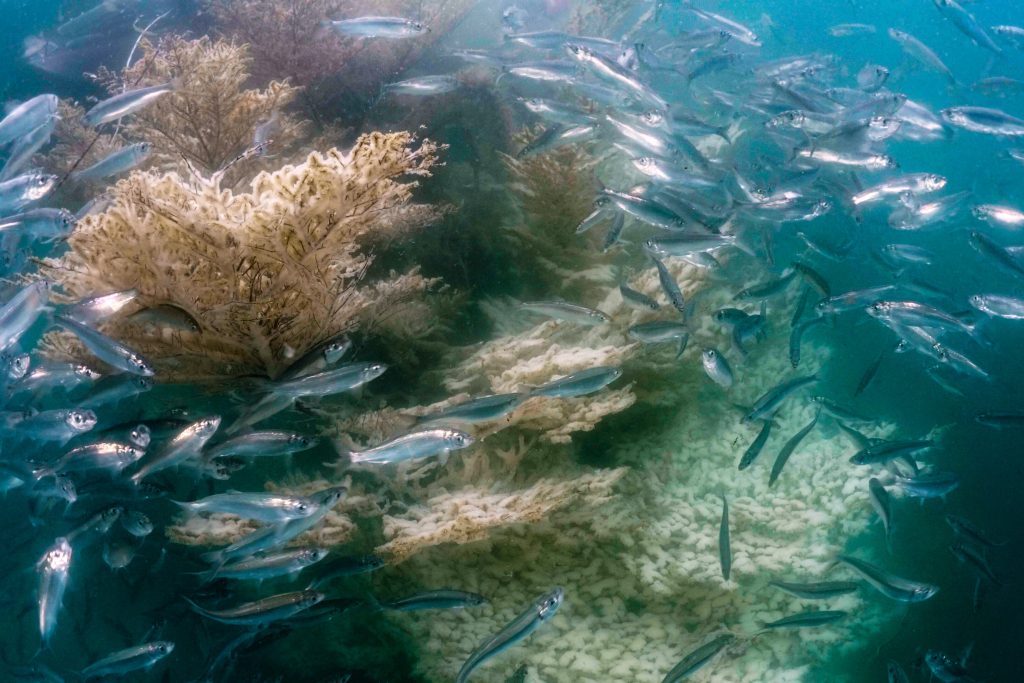 Five Things You Should Know About Rockfish and Marine Protection | CCIRA