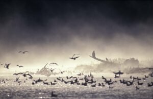 Coastal scene with fog, eagles and seagulls on the water.