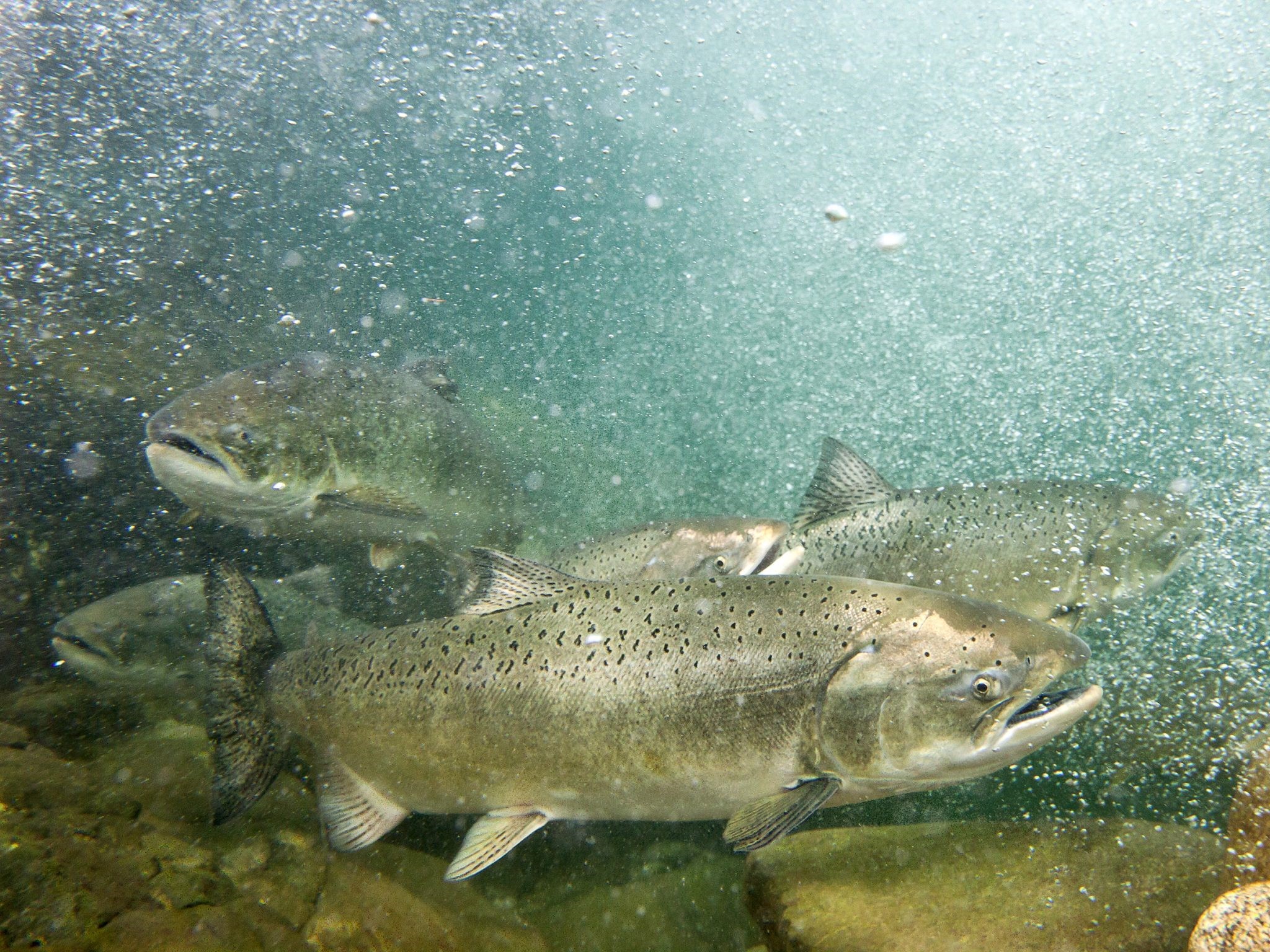 fish swimming underwater
